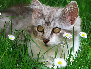 gray kitten on grass land HD wallpaper
